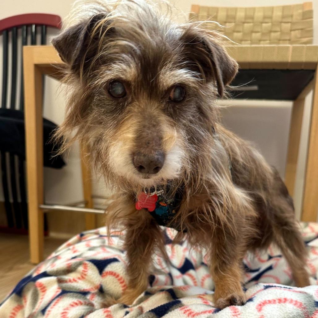 Enlarge Zoom 13881, a Adoptable Terrier in San Francisco, CA image 4/6