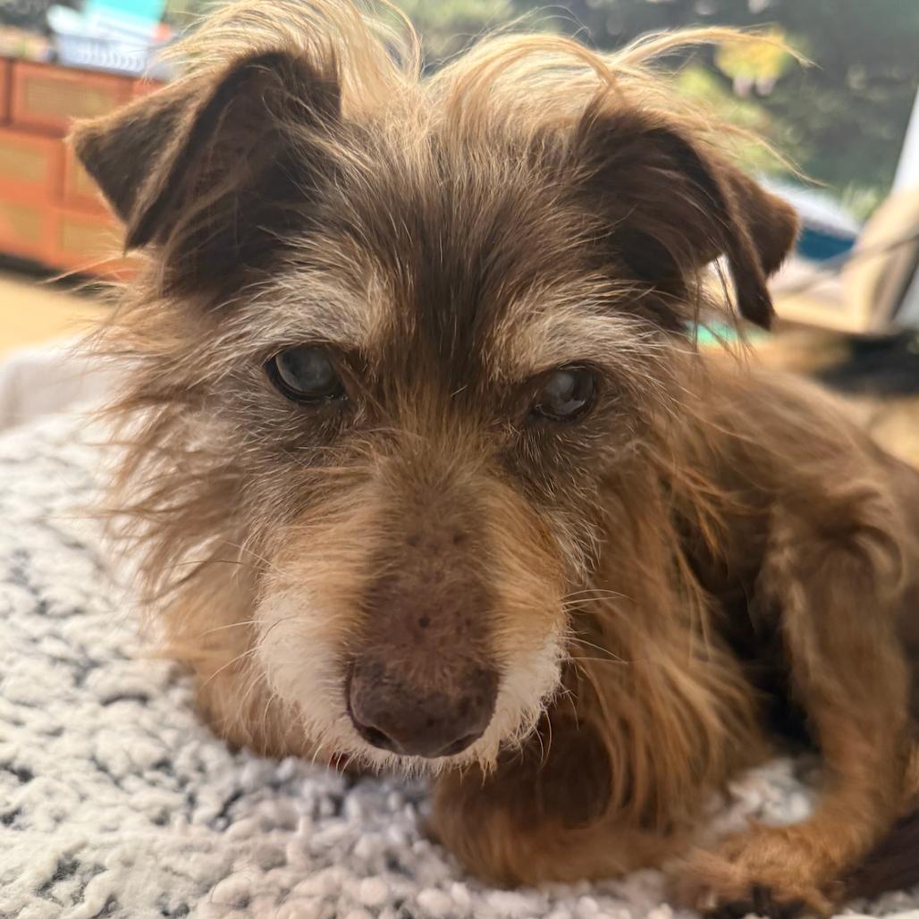 Enlarge Zoom 13881, a Adoptable Terrier in San Francisco, CA image 5/6