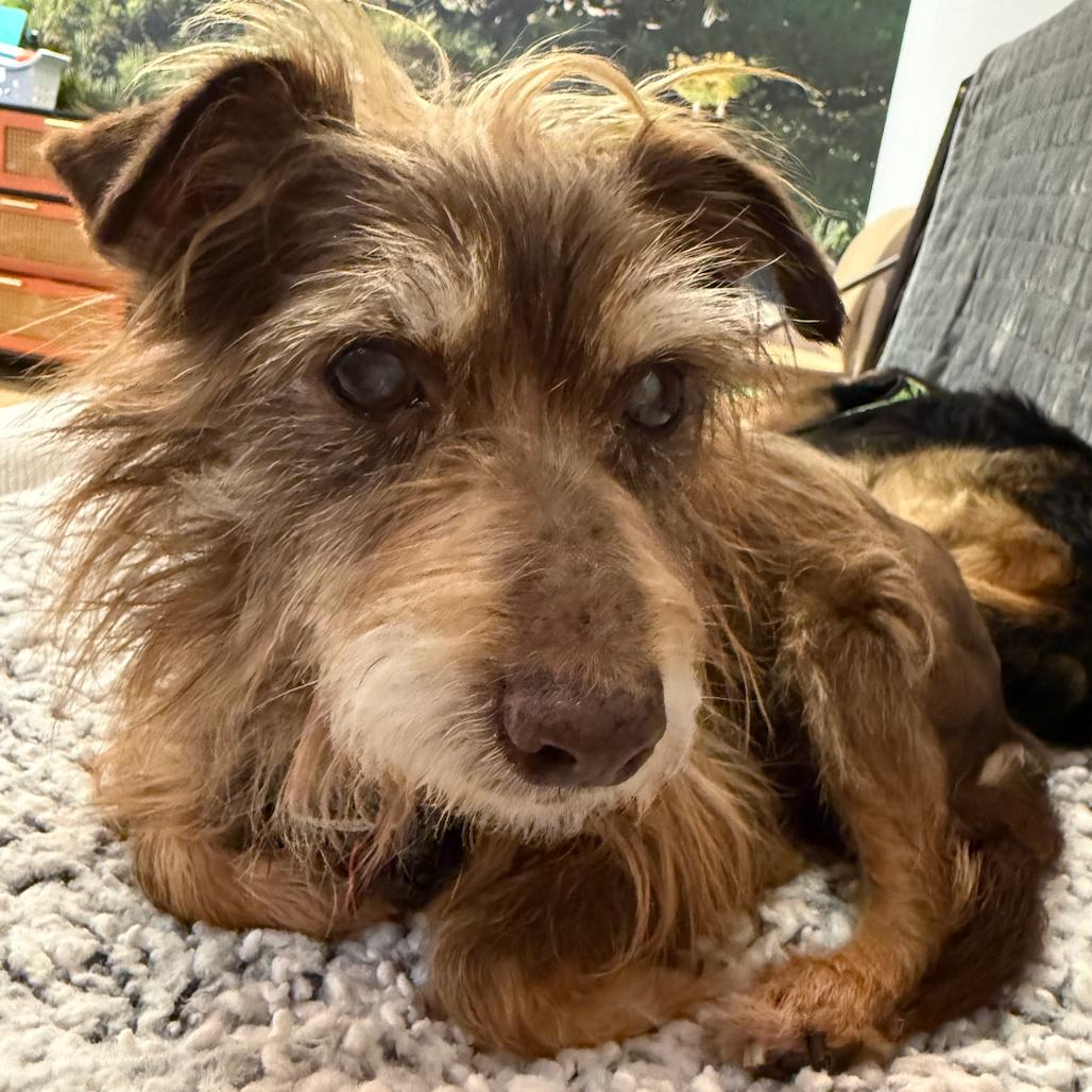 Enlarge Zoom 13881, a Adoptable Terrier in San Francisco, CA image 6/6