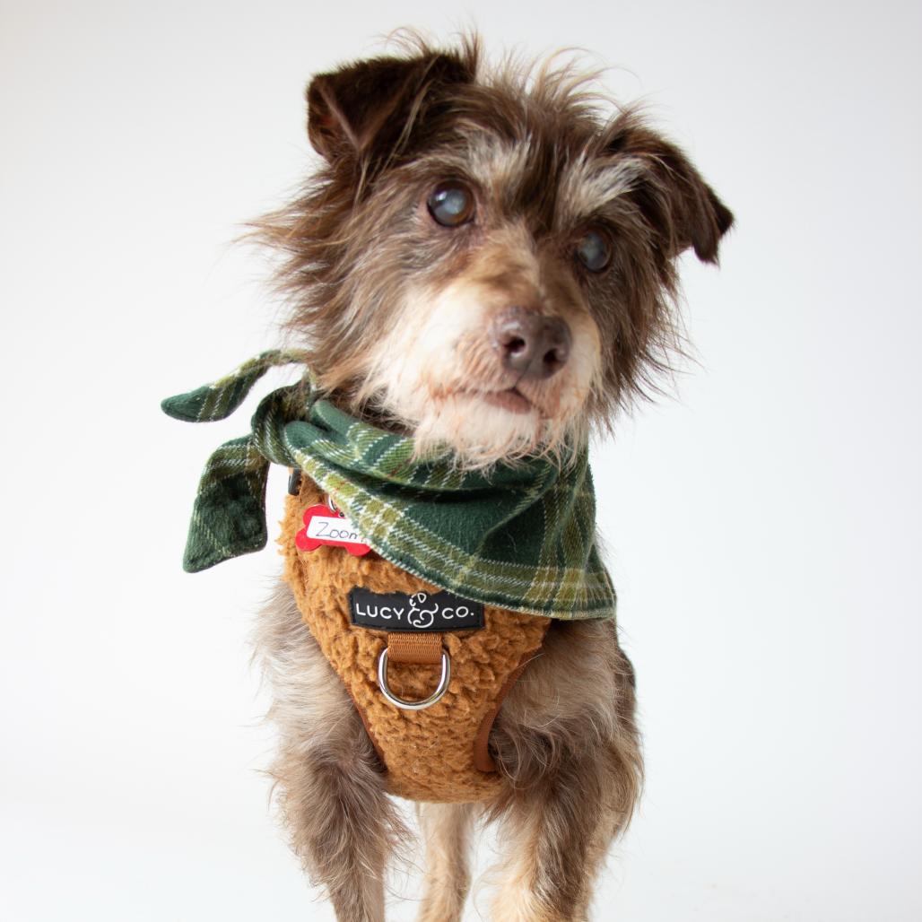 Enlarge Zoom 13881, a Adoptable Terrier in San Francisco, CA image 4/6