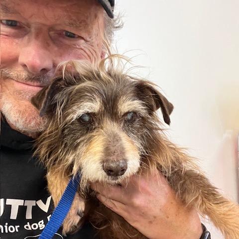 Enlarge Zoom 13881, a Adoptable Terrier in San Francisco, CA image 5/6