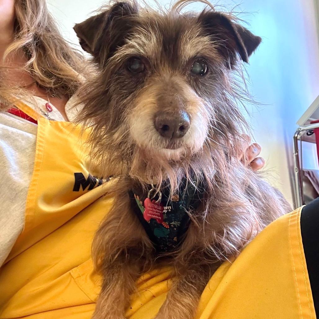 Enlarge Zoom 13881, a Adoptable Terrier in San Francisco, CA image 6/6