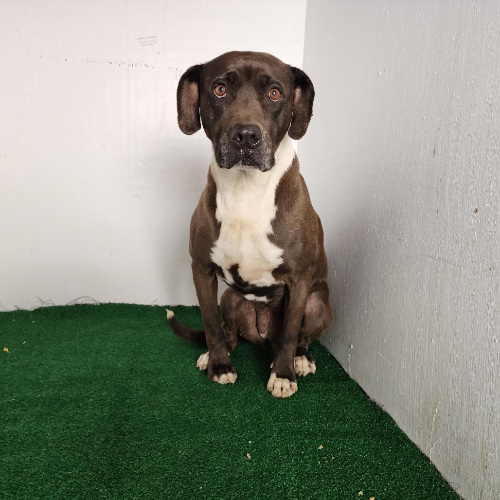 Nala, Adoptable, Senior Female Mixed Breed.