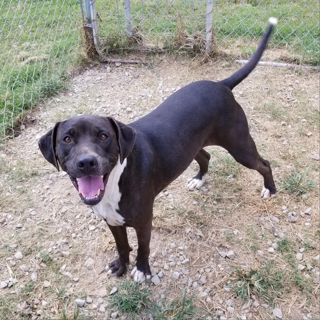 Nala, a Adoptable Mixed Breed image 2/2