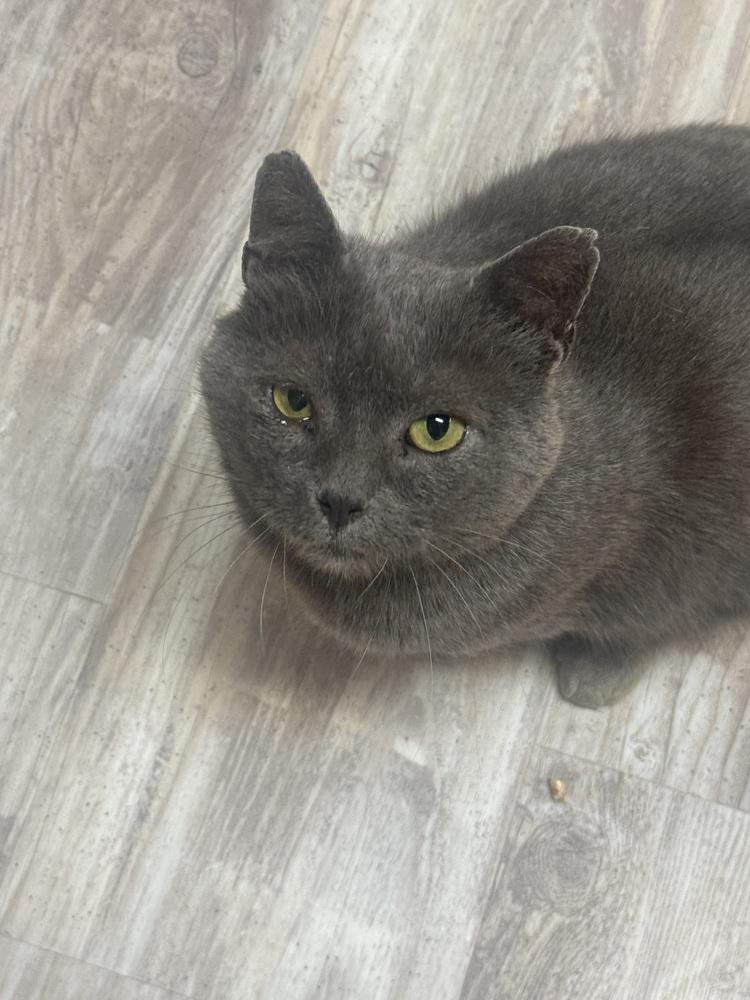 Scoops, Adoptable, Adult Male Domestic Short Hair.