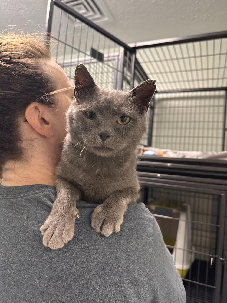 Scoops, Adoptable, Adult Male Domestic Short Hair.