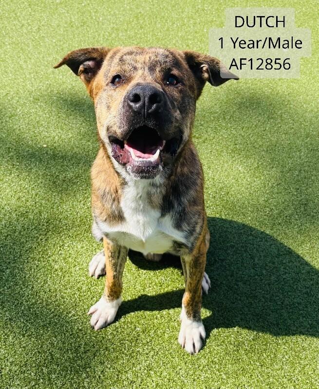 Enlarge Dutch, a Adoptable mixed breed in Supply, NC image 1/2