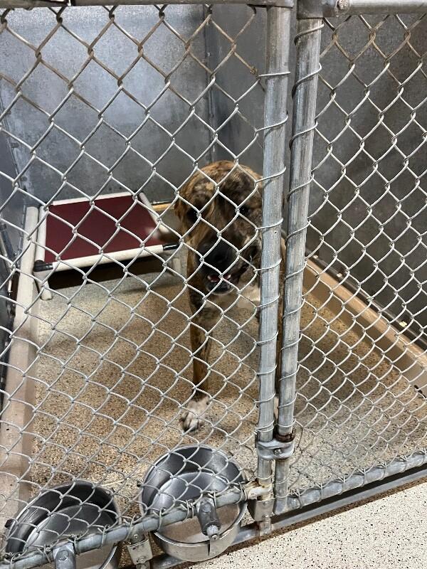 Enlarge Dutch, a Adoptable mixed breed in Supply, NC image 2/2