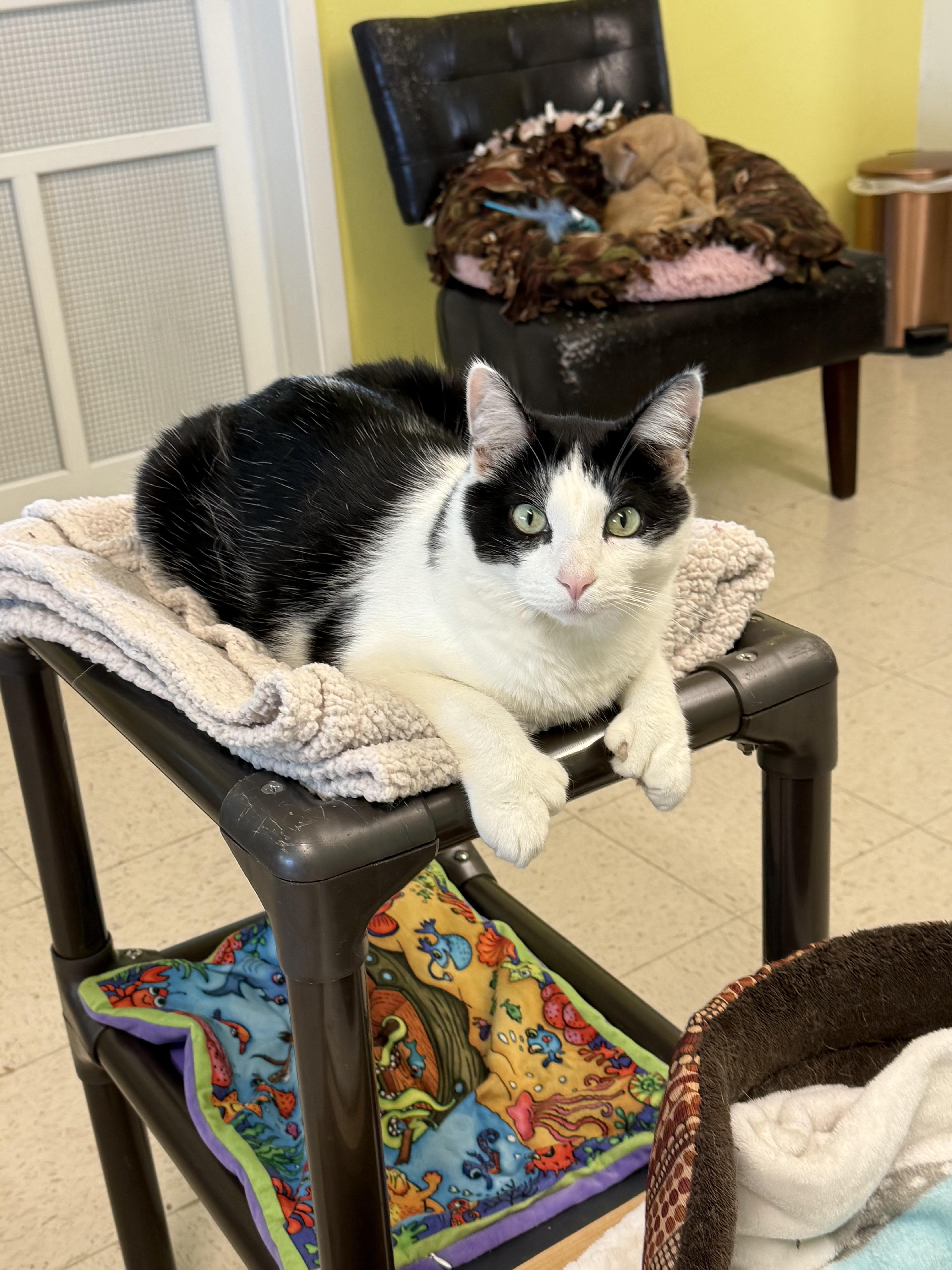Douglas, an adoptable Domestic Short Hair in Jamestown, ND, 58402 | Photo Image 1