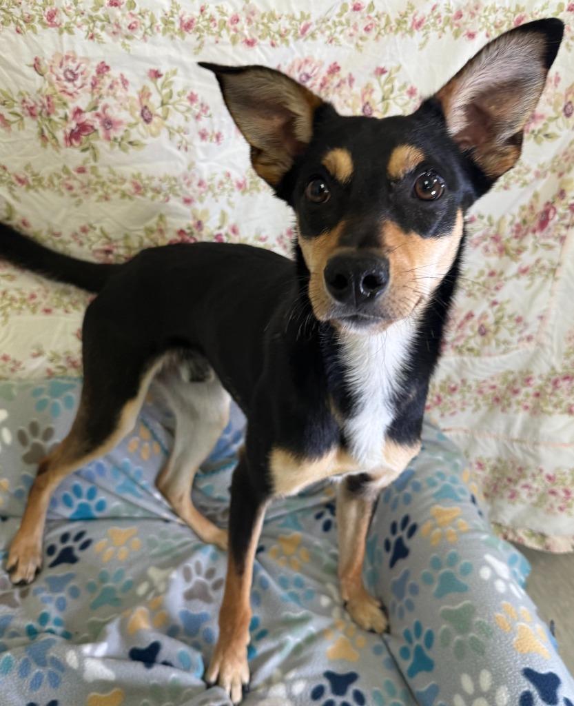 Kip, Adoptable, Young Male Australian Kelpie.
