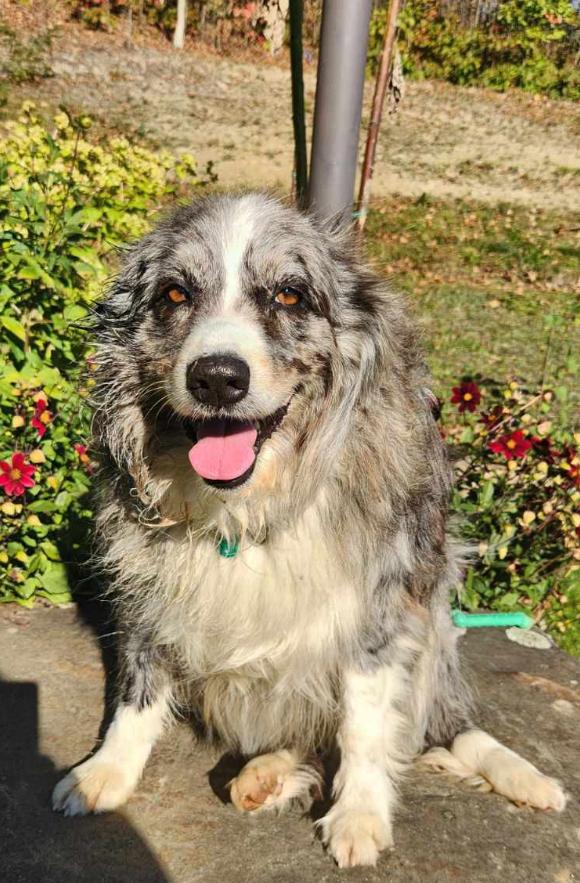 DUNDEE, Adopted, Senior Female Australian Shepherd.