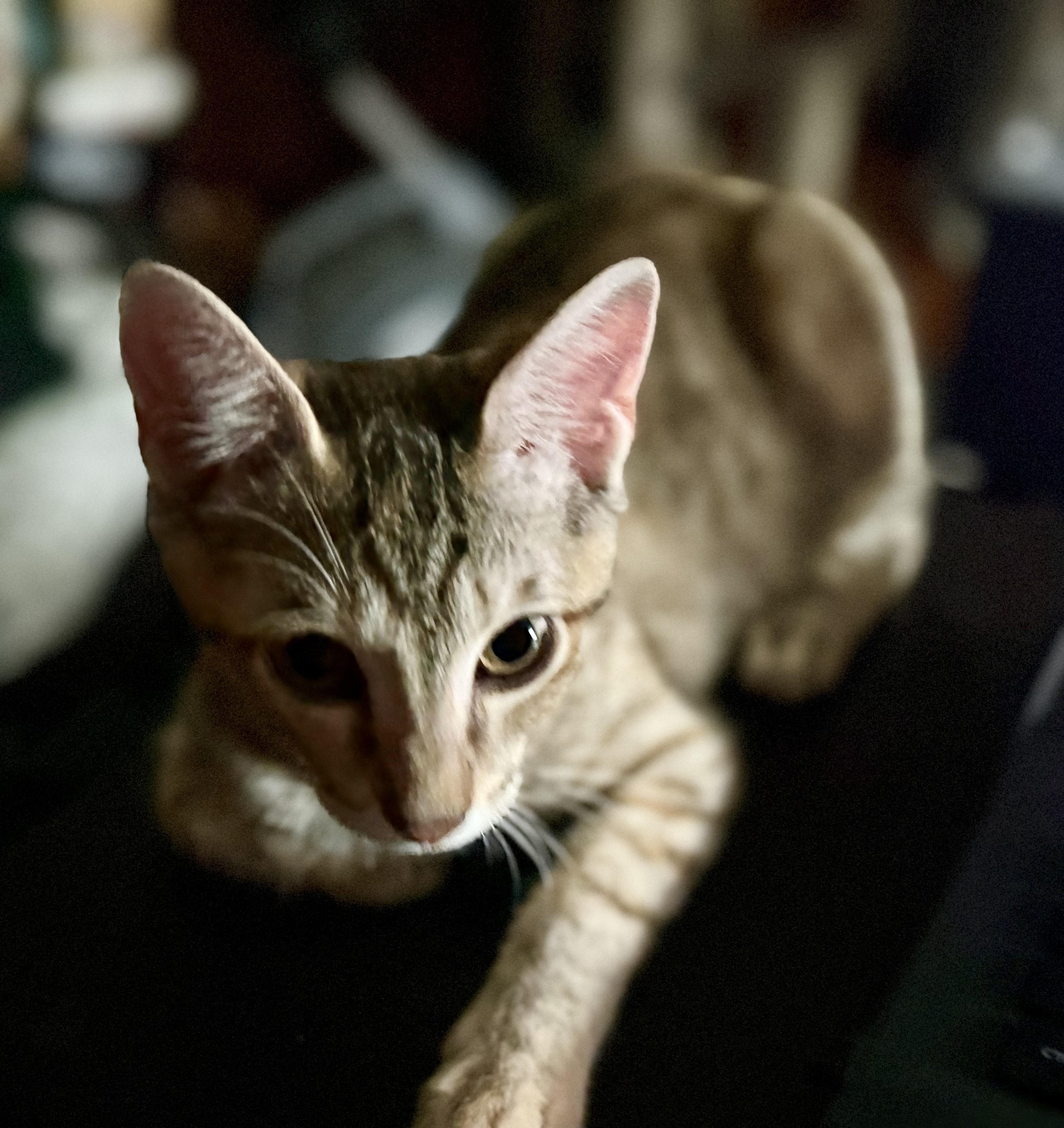 OPAL, Adoptable, Young Female Domestic Short Hair & Tabby.