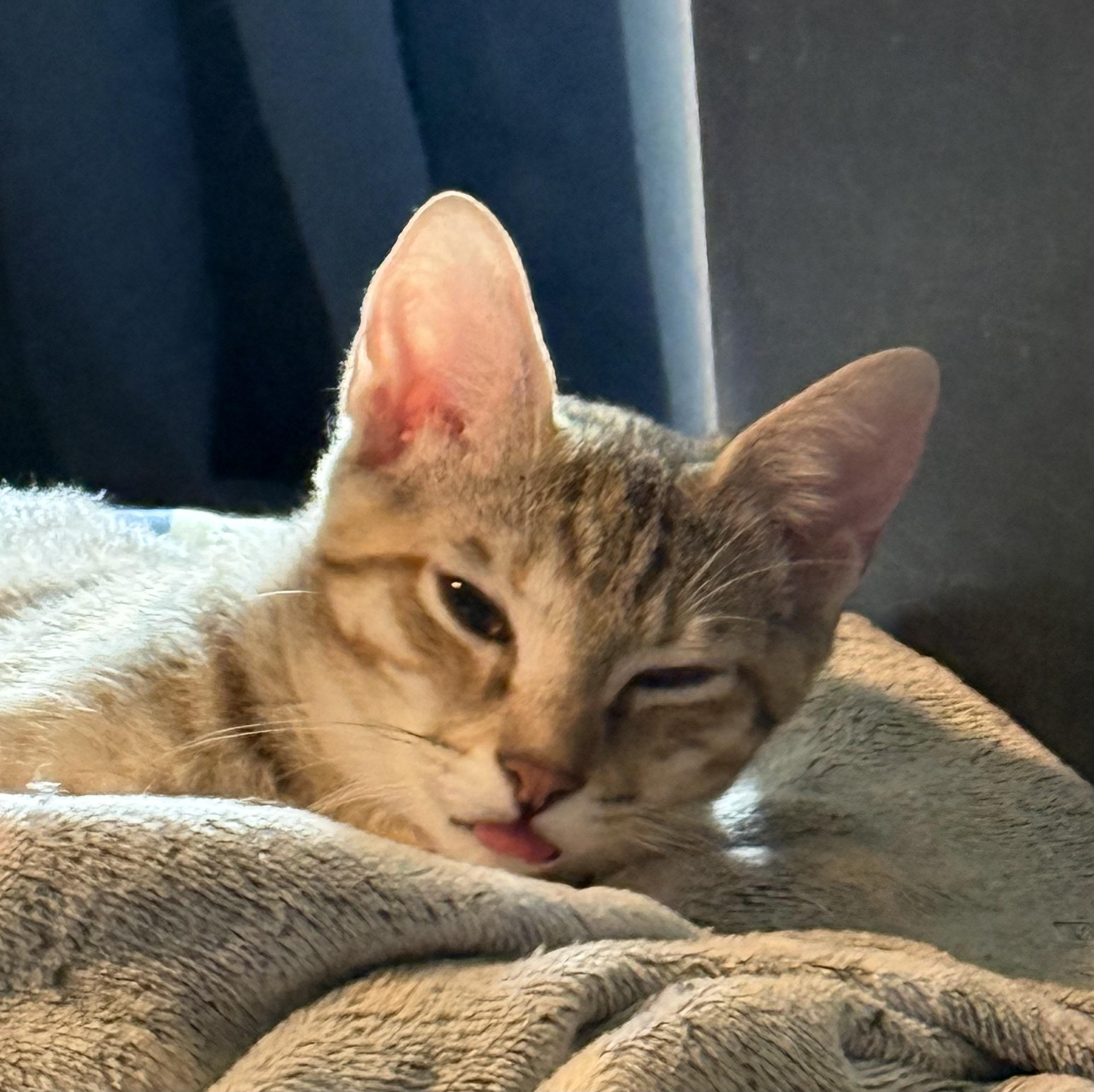 OPAL, a Adoptable mixed breed in Houston, TX image 2/4