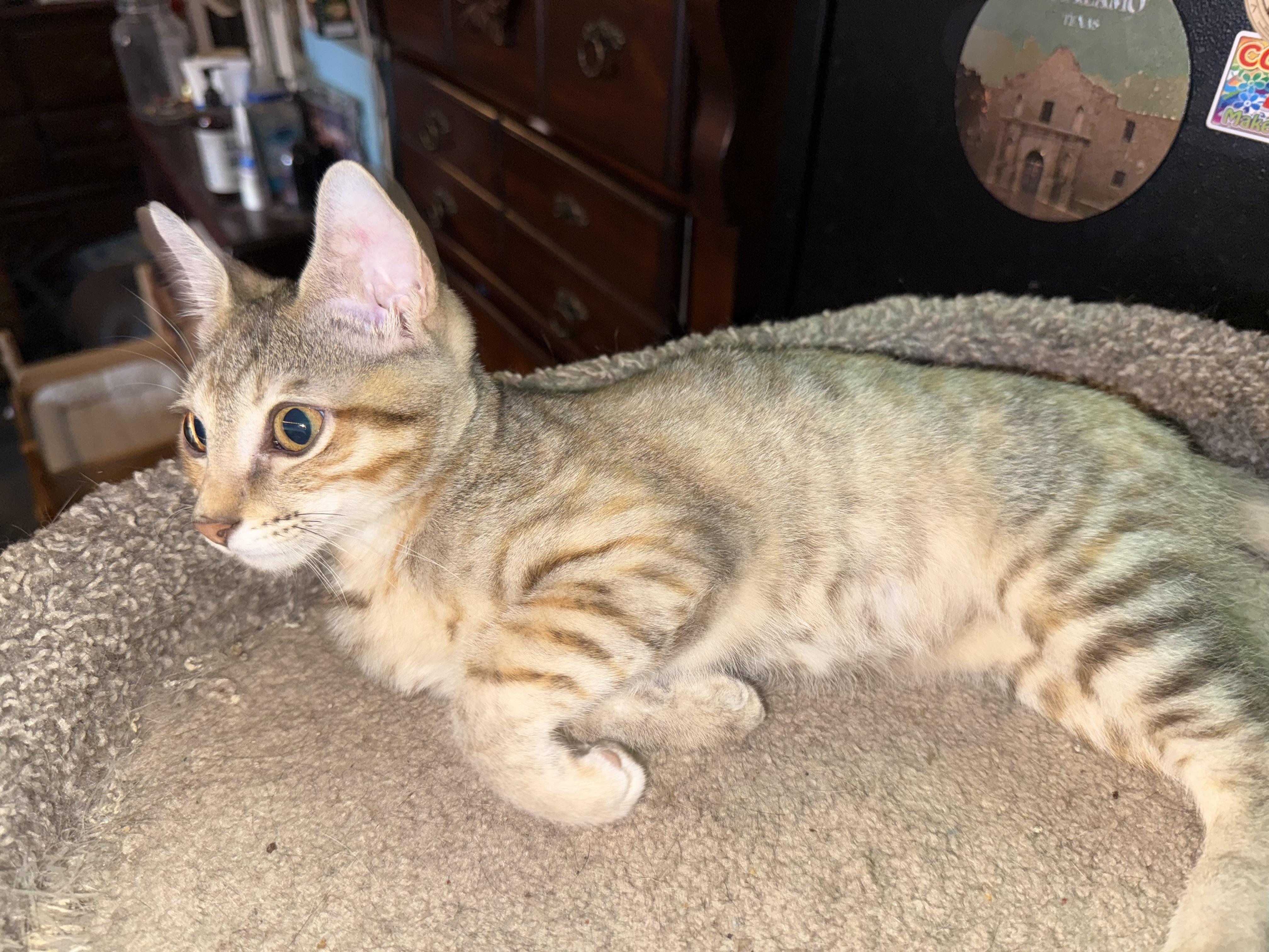 OPAL, a Adoptable mixed breed in Houston, TX image 3/4