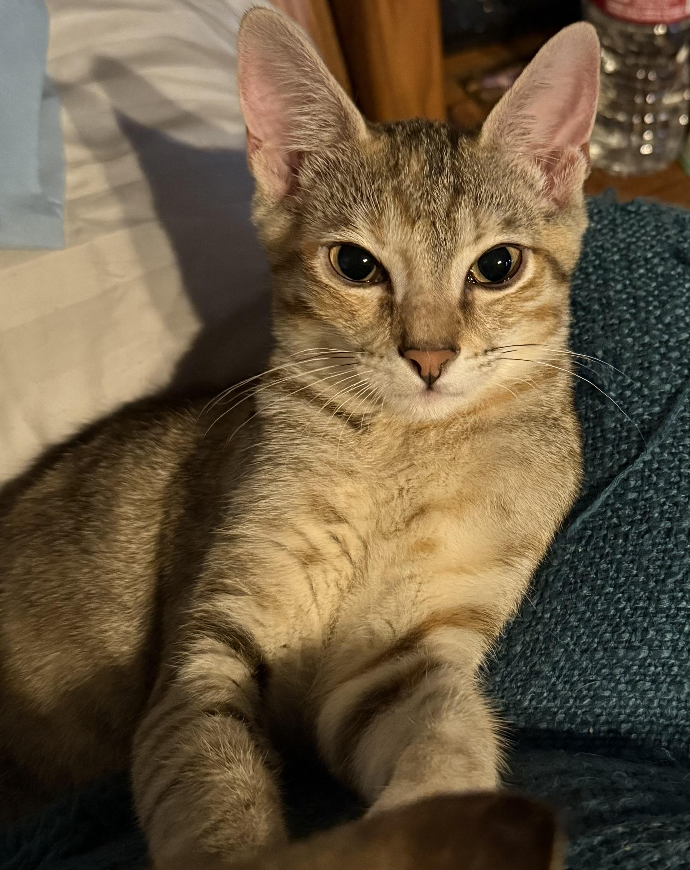 OPAL, a Adoptable mixed breed in Houston, TX image 4/4