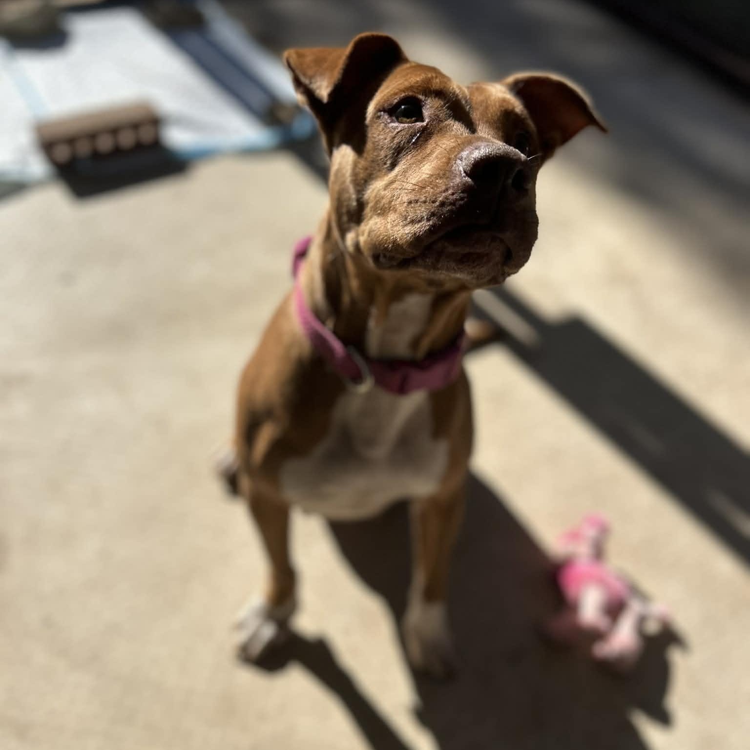 Enlarge Ginger, a Adoptable mixed breed in COLUMBUS, OH image 3/6