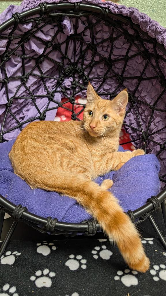 Sabastian, Adoptable, Young Male Domestic Short Hair.