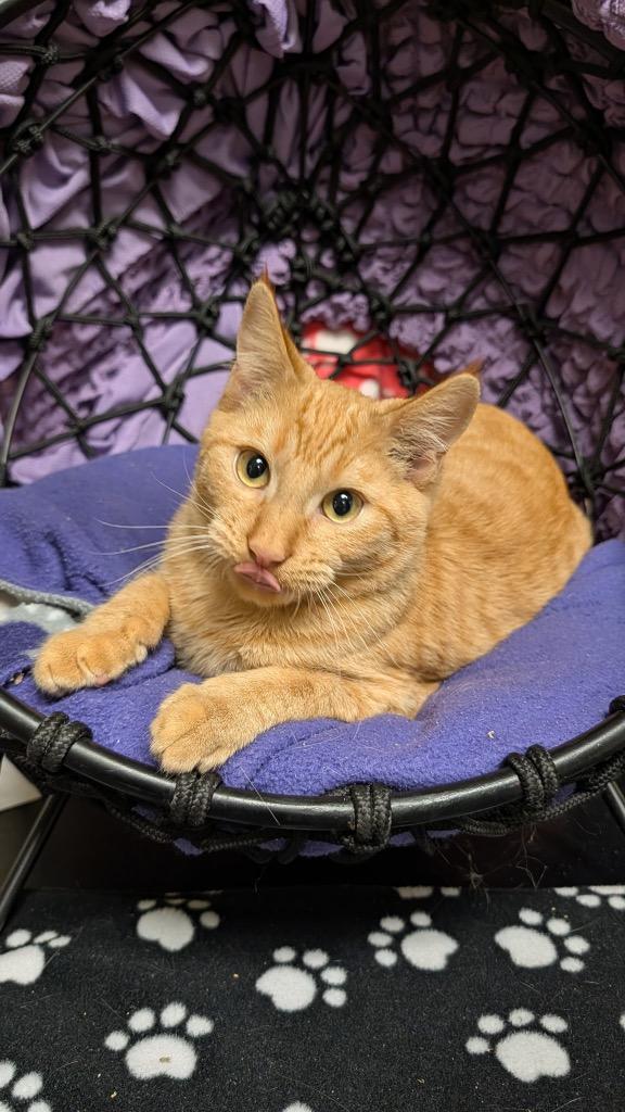 Enlarge Sabastian, a Adoptable mixed breed in Ellijay, GA image 2/3