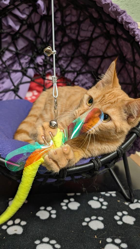 Enlarge Sabastian, a Adoptable mixed breed in Ellijay, GA image 3/3