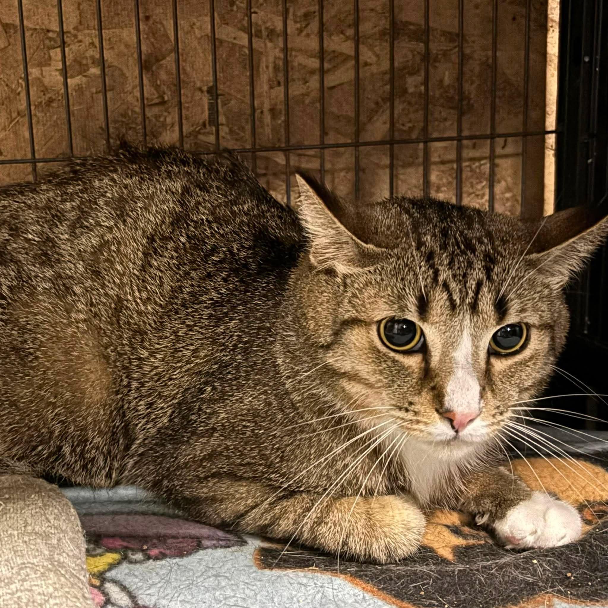 Enlarge ZEUS 2, an adopted Domestic Short Hair in Tillsonburg, ON image 6/6