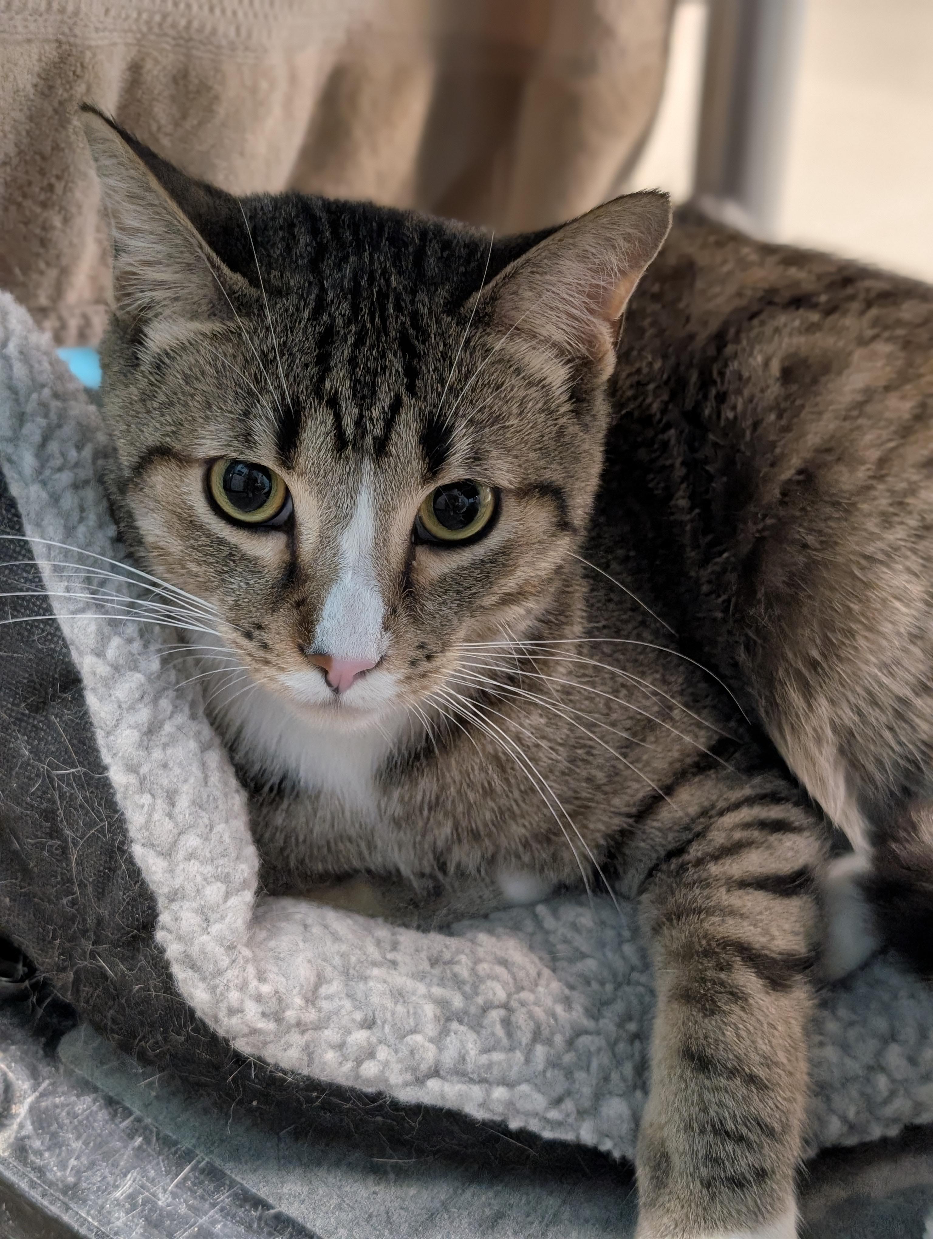 Enlarge ZEUS 2, an adopted Domestic Short Hair in Tillsonburg, ON image 3/6