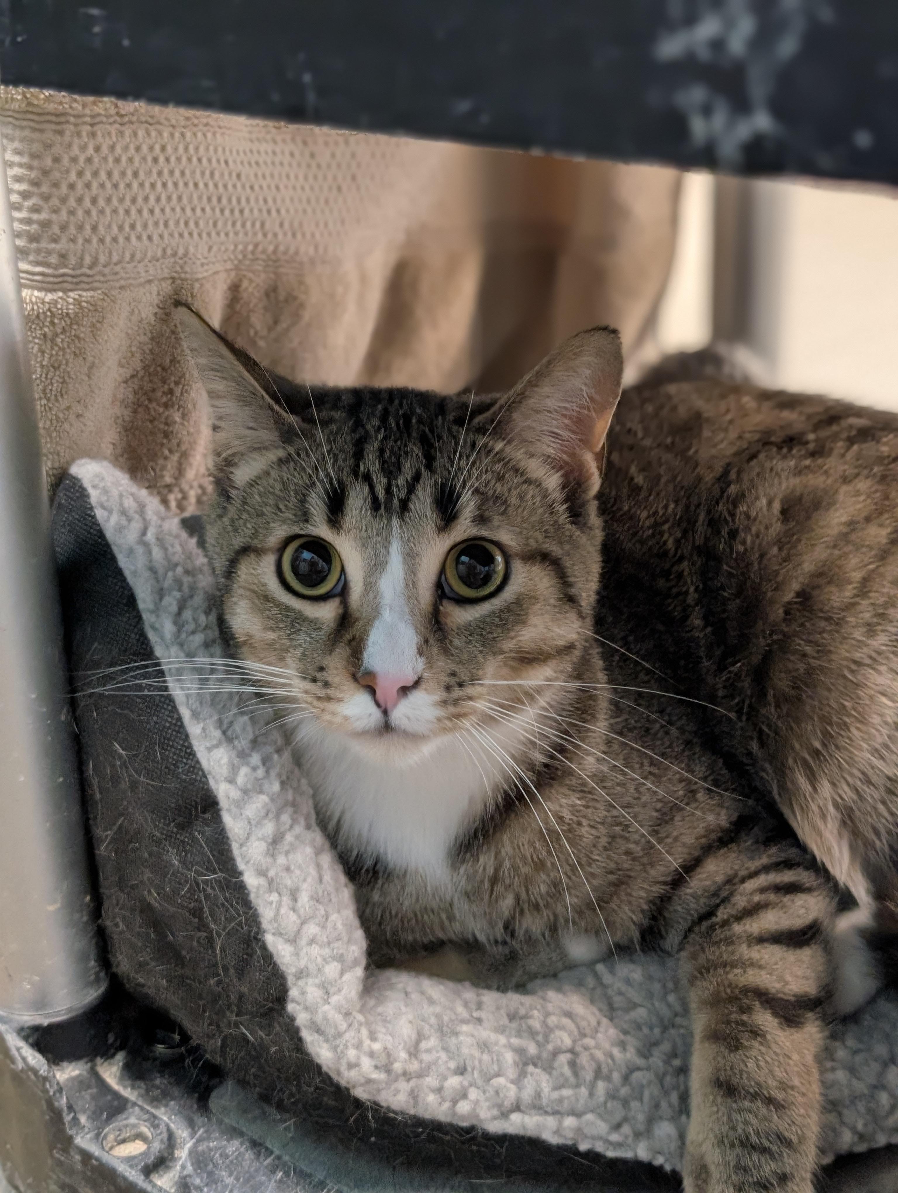 Enlarge ZEUS 2, an adopted Domestic Short Hair in Tillsonburg, ON image 1/6