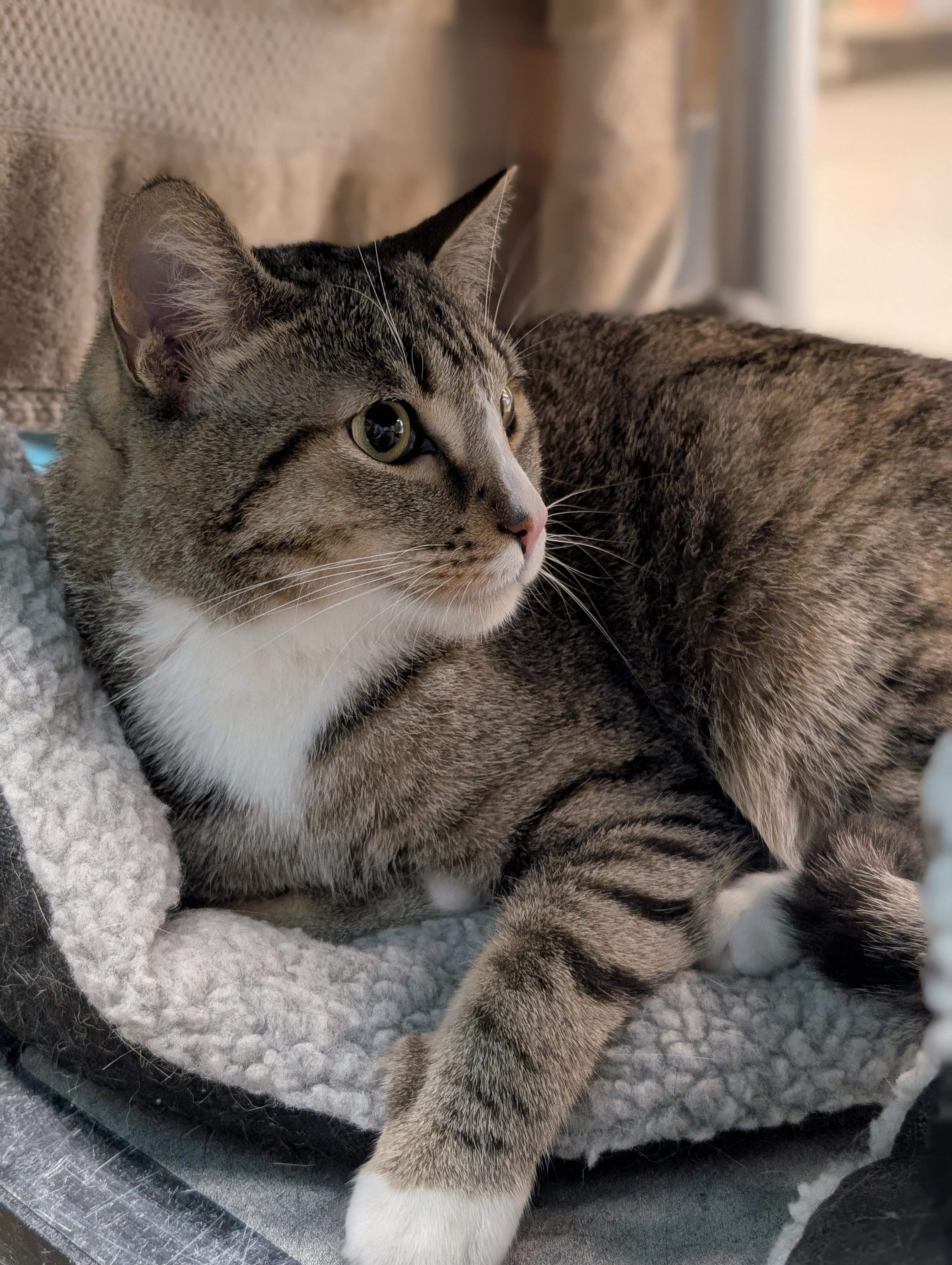 Enlarge ZEUS 2, an adopted Domestic Short Hair in Tillsonburg, ON image 2/6