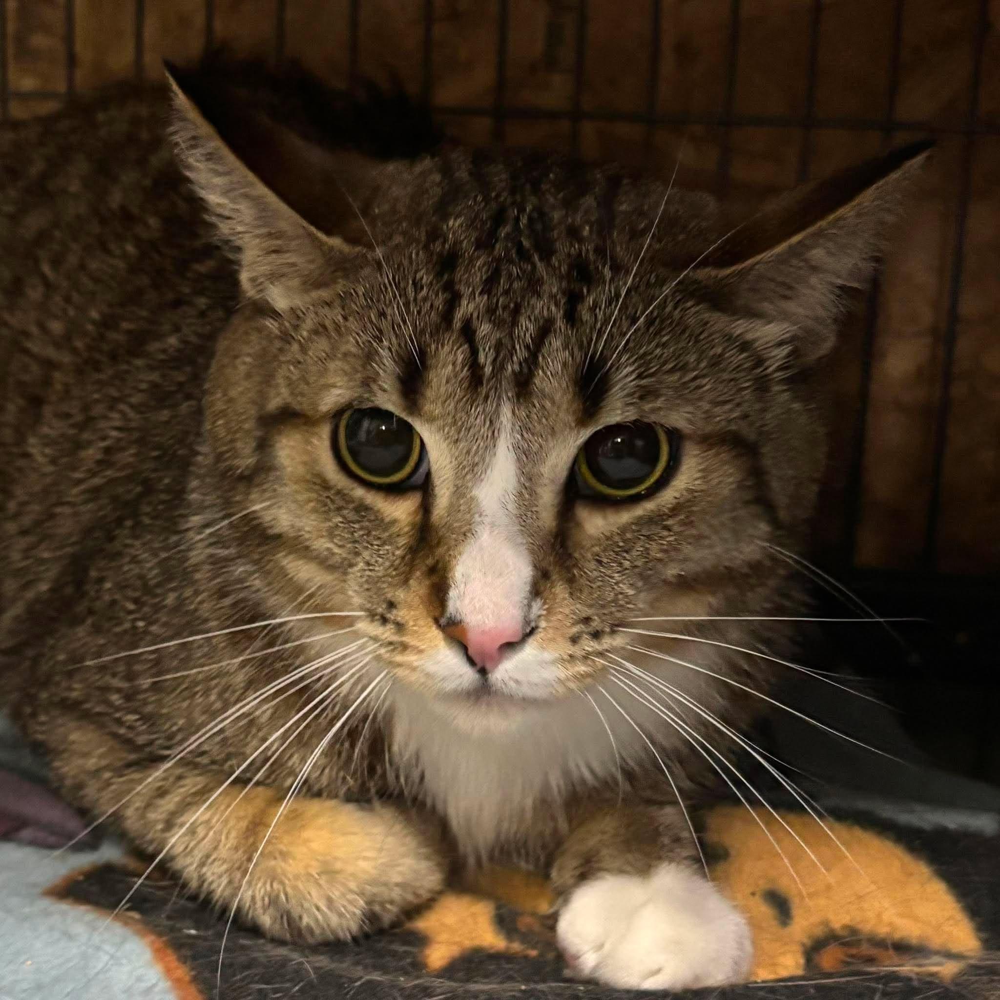 Enlarge ZEUS 2, an adopted Domestic Short Hair in Tillsonburg, ON image 5/6