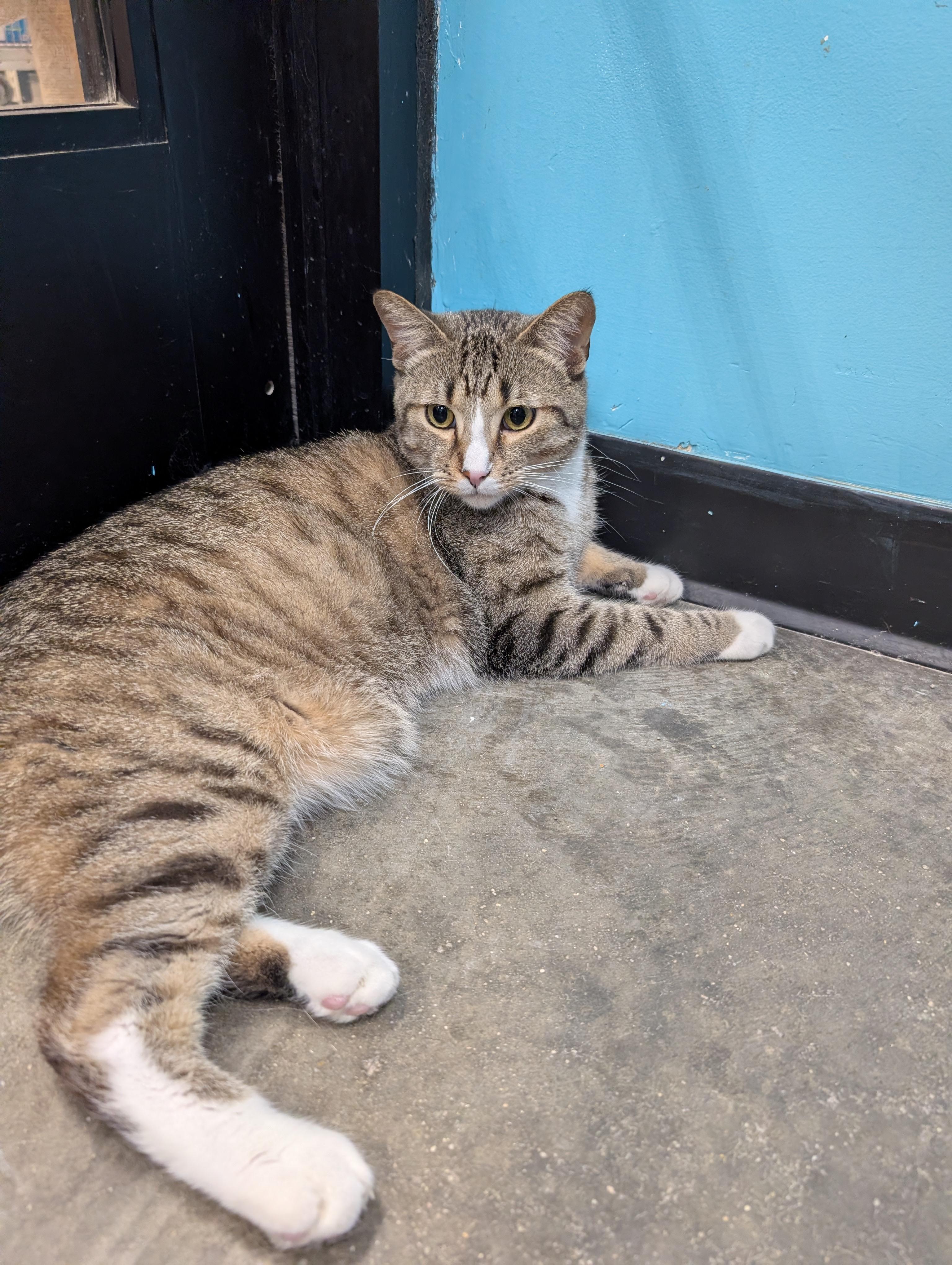 Enlarge ZEUS 2, an adopted Domestic Short Hair in Tillsonburg, ON image 4/6