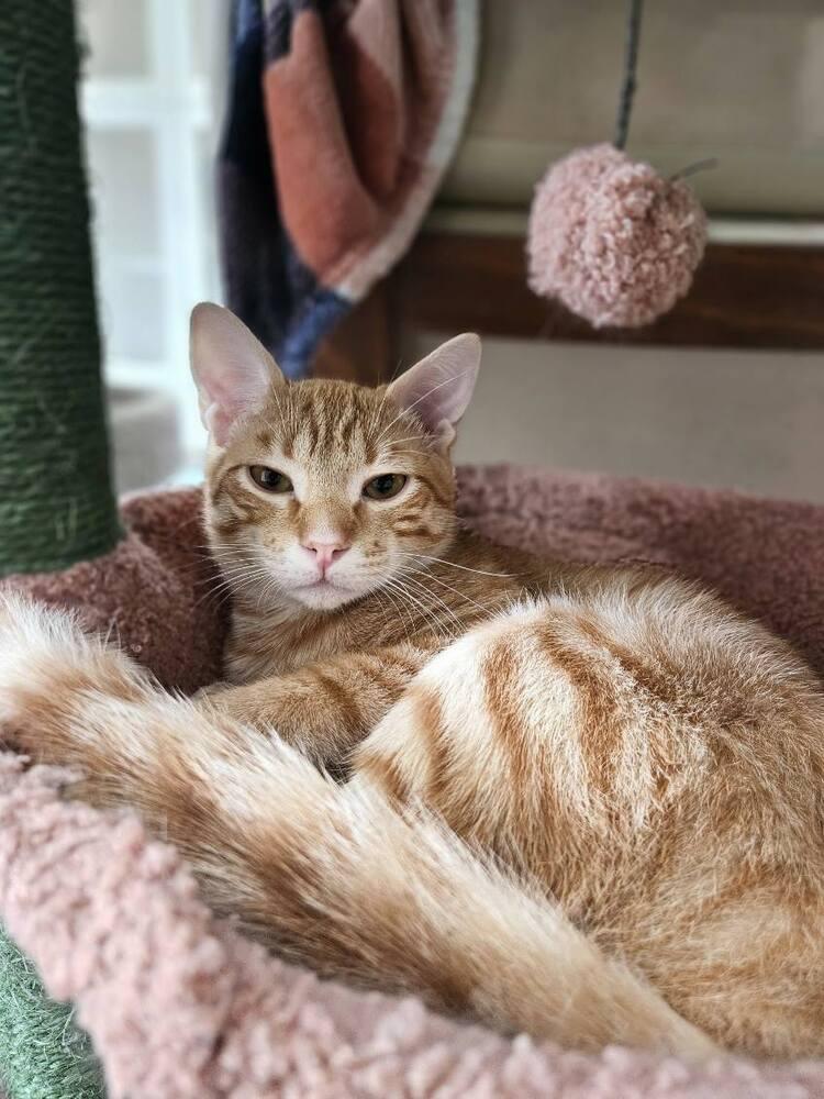 Blaze, Adoptable, Adult Male Domestic Medium Hair.