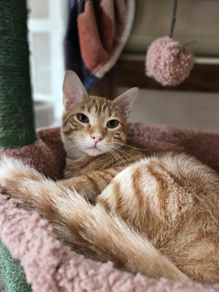 Enlarge Blaze, a Adoptable Domestic Medium Hair in San Leon, TX image 2/3