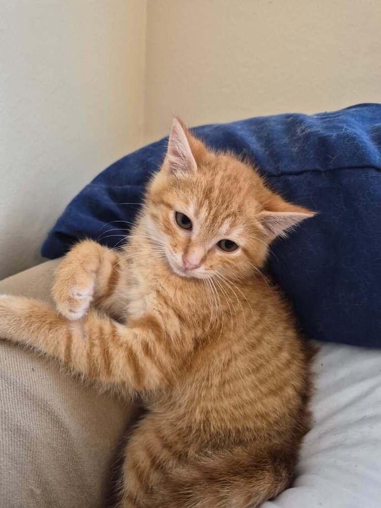 Enlarge Blaze, a Adoptable Domestic Medium Hair in San Leon, TX image 3/3