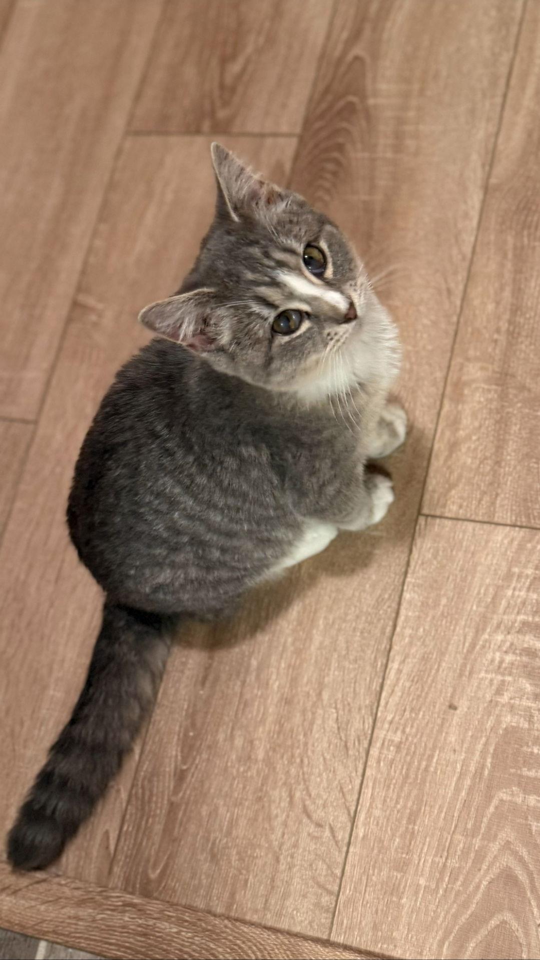 Gracie, Adoptable, Young Female Domestic Medium Hair.