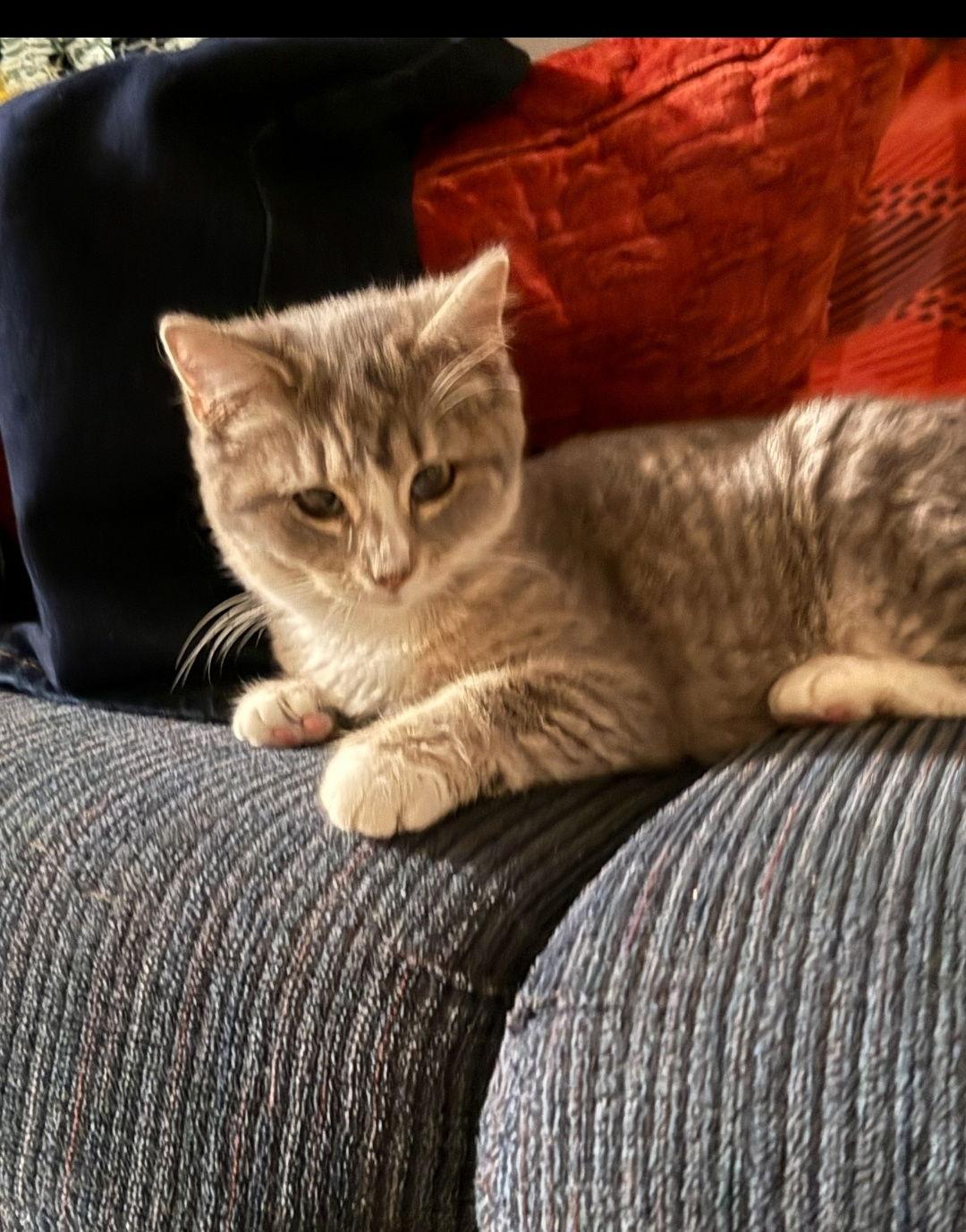 Enlarge Gracie, a Adoptable Domestic Medium Hair in Hanover, PA image 2/3