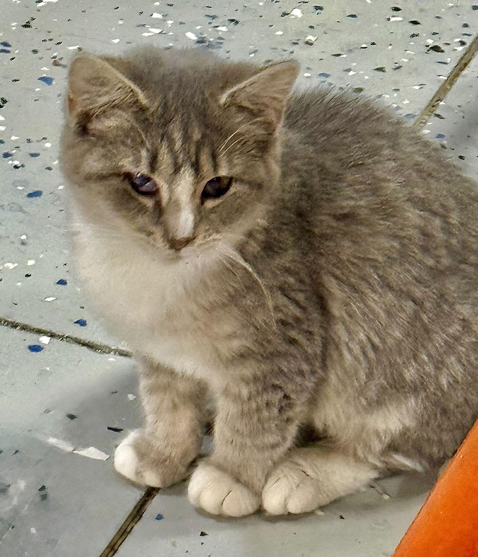 Enlarge Gracie, a Adoptable Domestic Medium Hair in Hanover, PA image 3/3