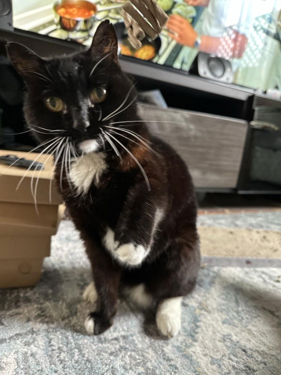 Mina, Adoptable, Senior Female Domestic Short Hair.