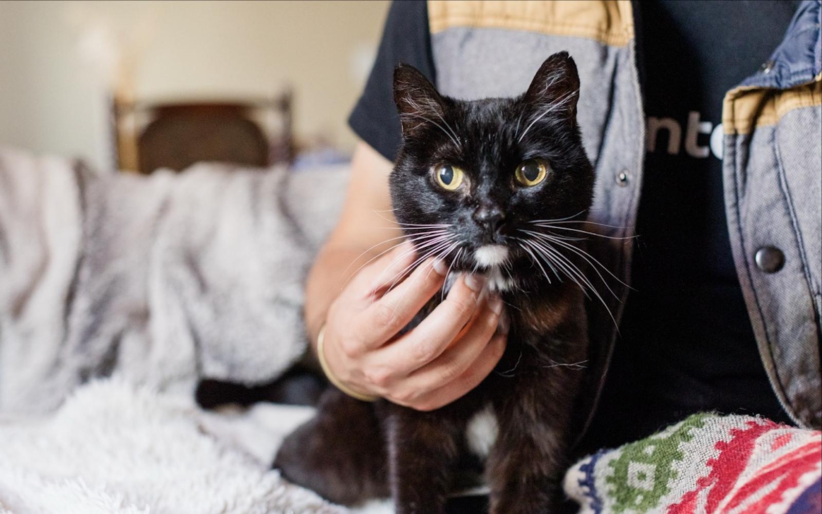 Enlarge Mina, a Adopted Domestic Short Hair in Oakland, CA image 2/3