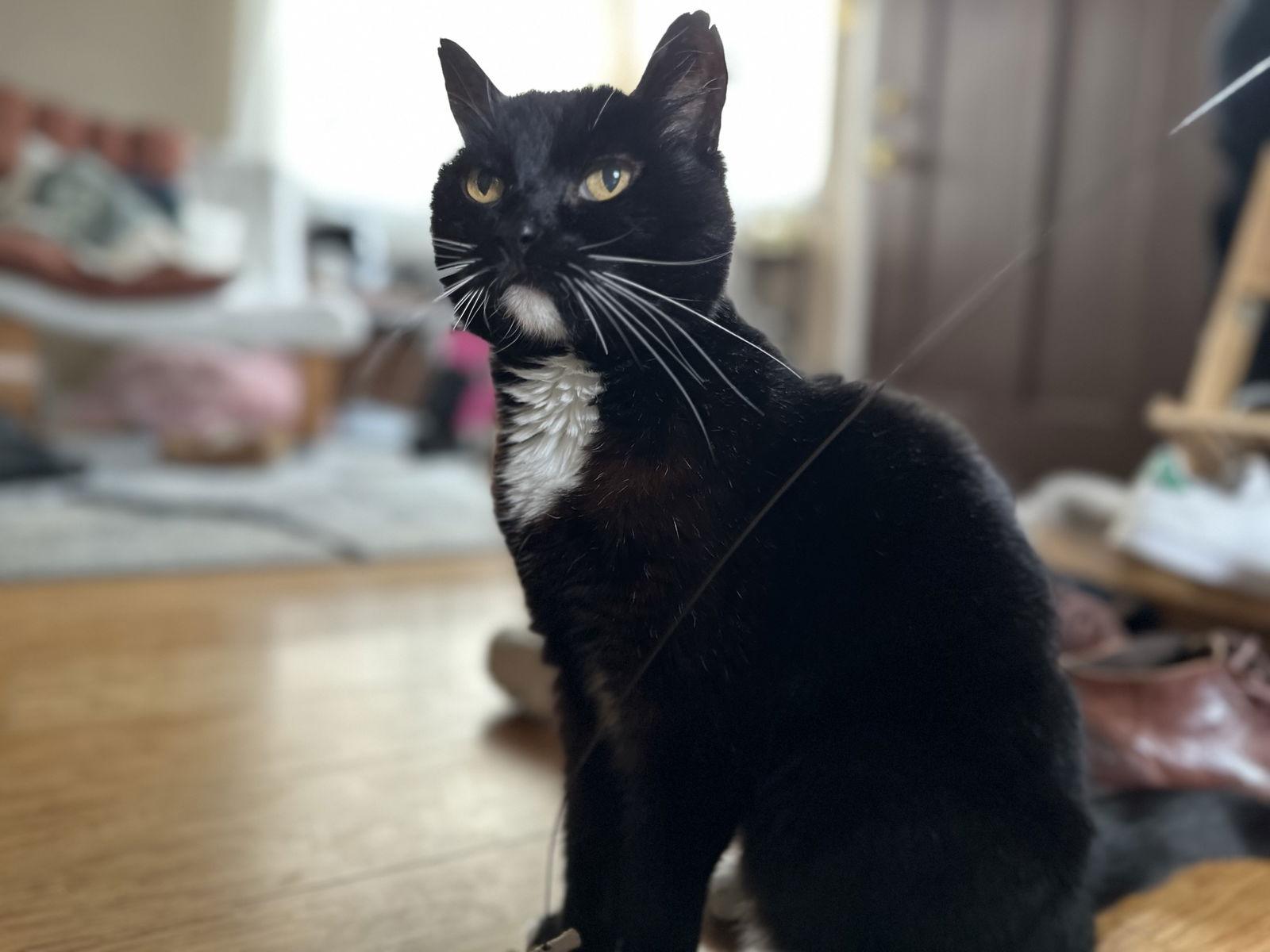 Enlarge Mina, a Adopted Domestic Short Hair in Oakland, CA image 3/3