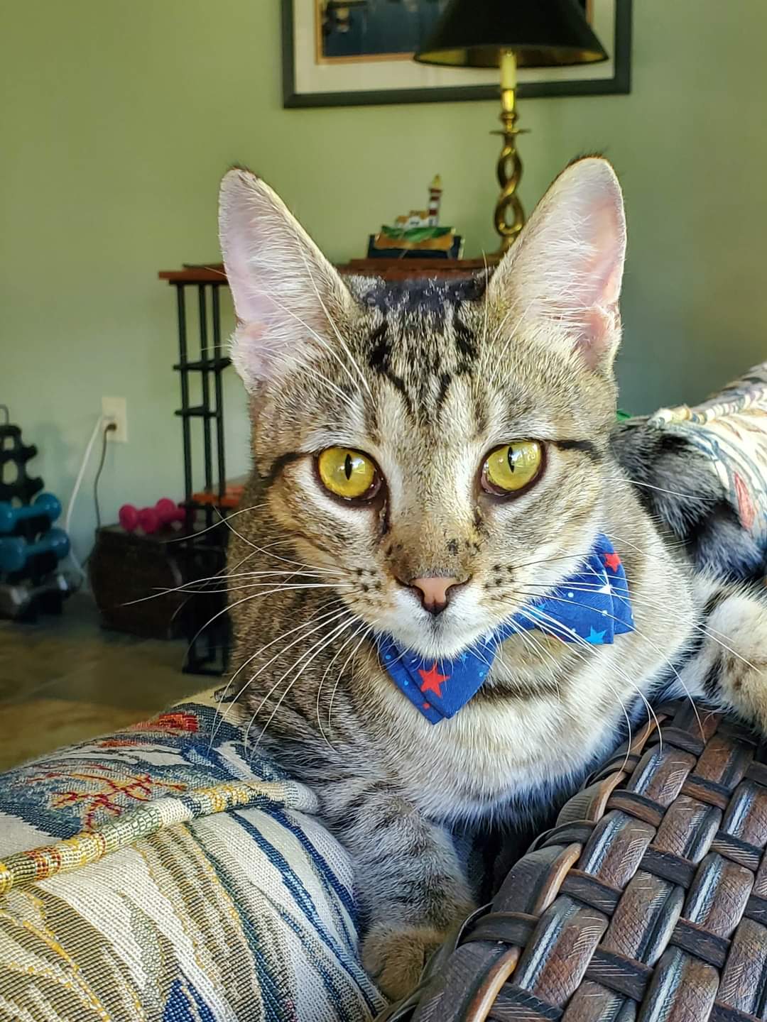 Tiger, Adopted, Young Male American Shorthair.
