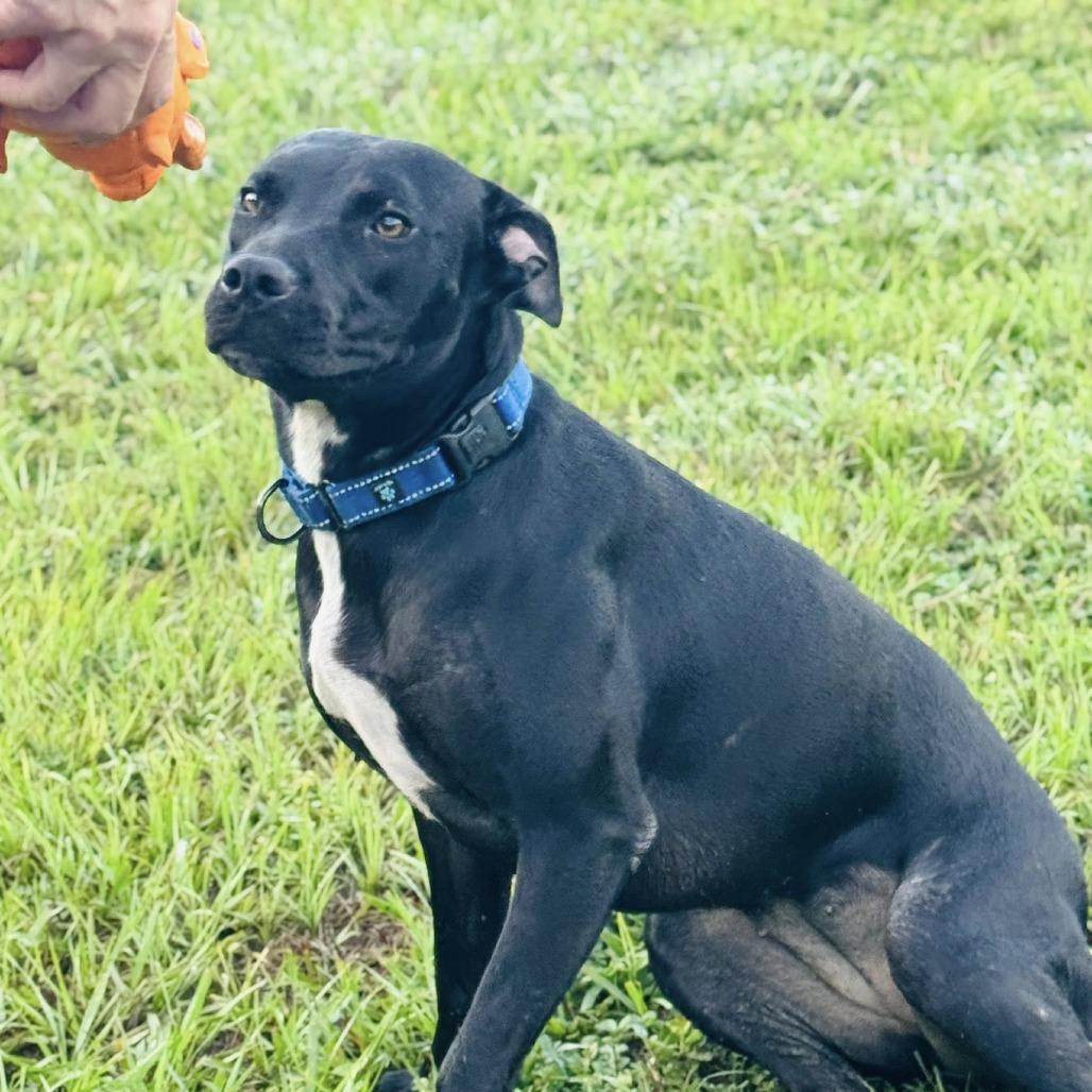 Serena, Adoptable, Adult Female Mixed Breed & Mixed Breed.