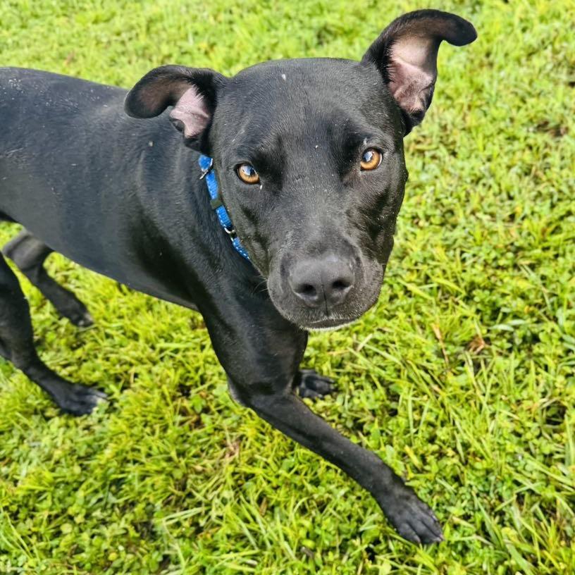 Serena, a Adoptable mixed breed in Williston, FL image 3/5