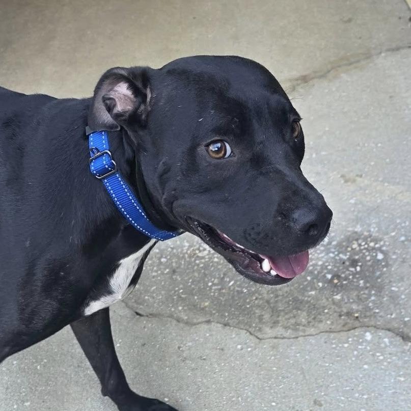 Serena, a Adoptable mixed breed in Williston, FL image 4/5