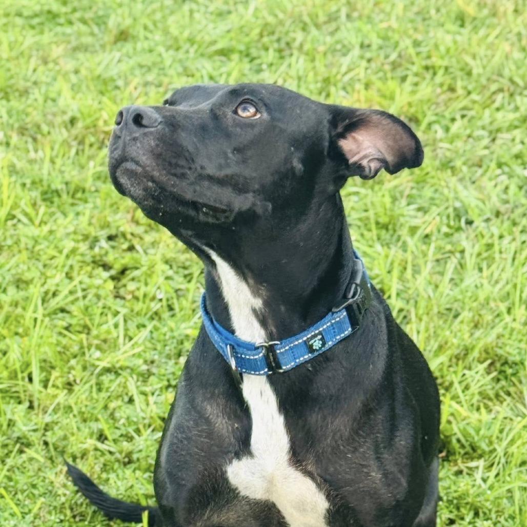 Serena, a Adoptable mixed breed in Williston, FL image 5/5