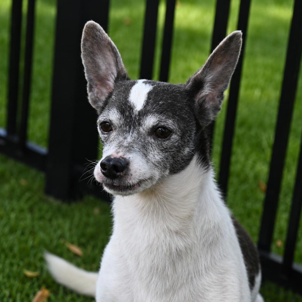 Wilbur 9283, an adoptable Chihuahua in Boca Raton, FL image 2/3