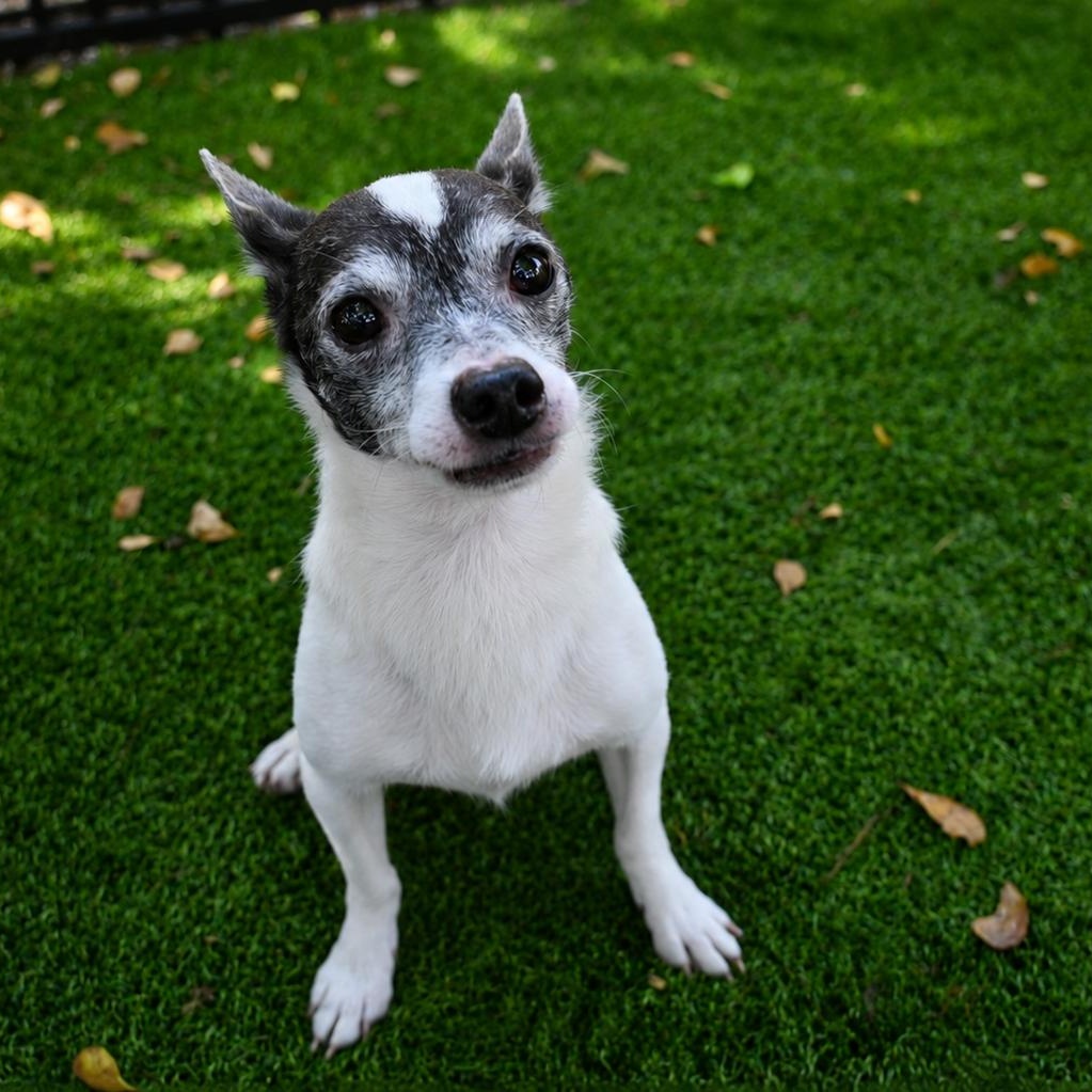Wilbur 9283, adoptable, Senior Male Chihuahua.