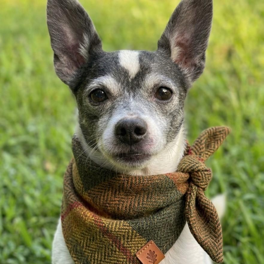 Wilbur 9283, Adoptable, Senior Male Chihuahua.