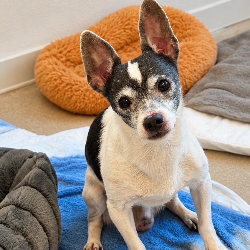 Wilbur 9283, an adoptable Chihuahua in Boca Raton, FL image 3/3