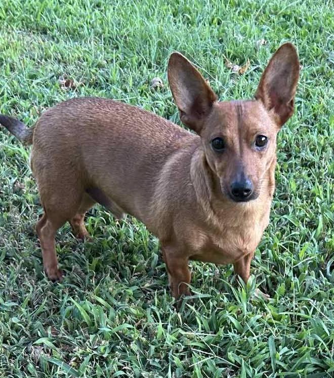 Enlarge Courtesy Posting Coco, a ADOPTABLE Chiweenie in Middletown, NJ image 1/1