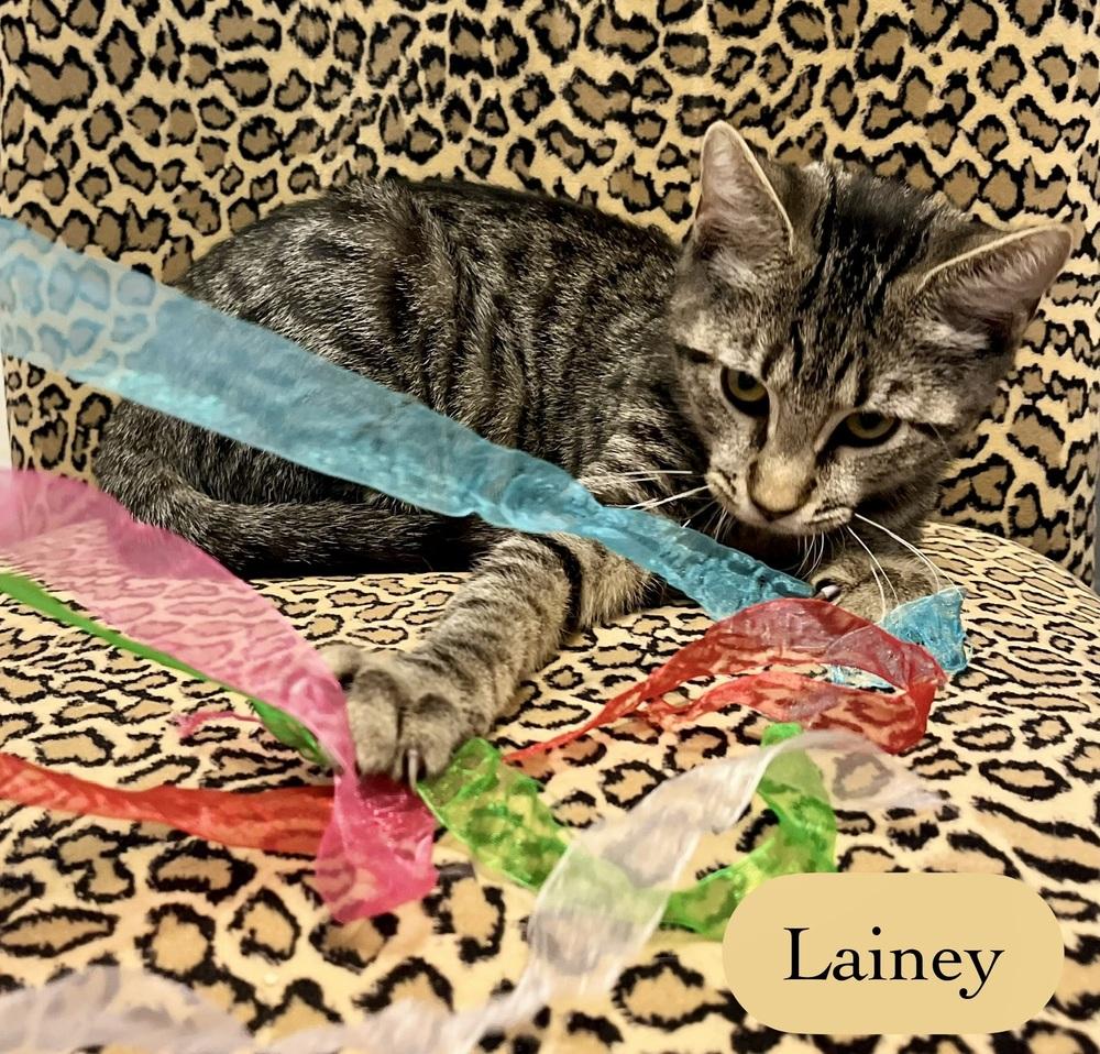 Lainey, a Adoptable Domestic Short Hair in Chalfont, PA image 1/5