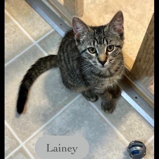 Lainey, Adoptable, Kitten Female Domestic Short Hair.